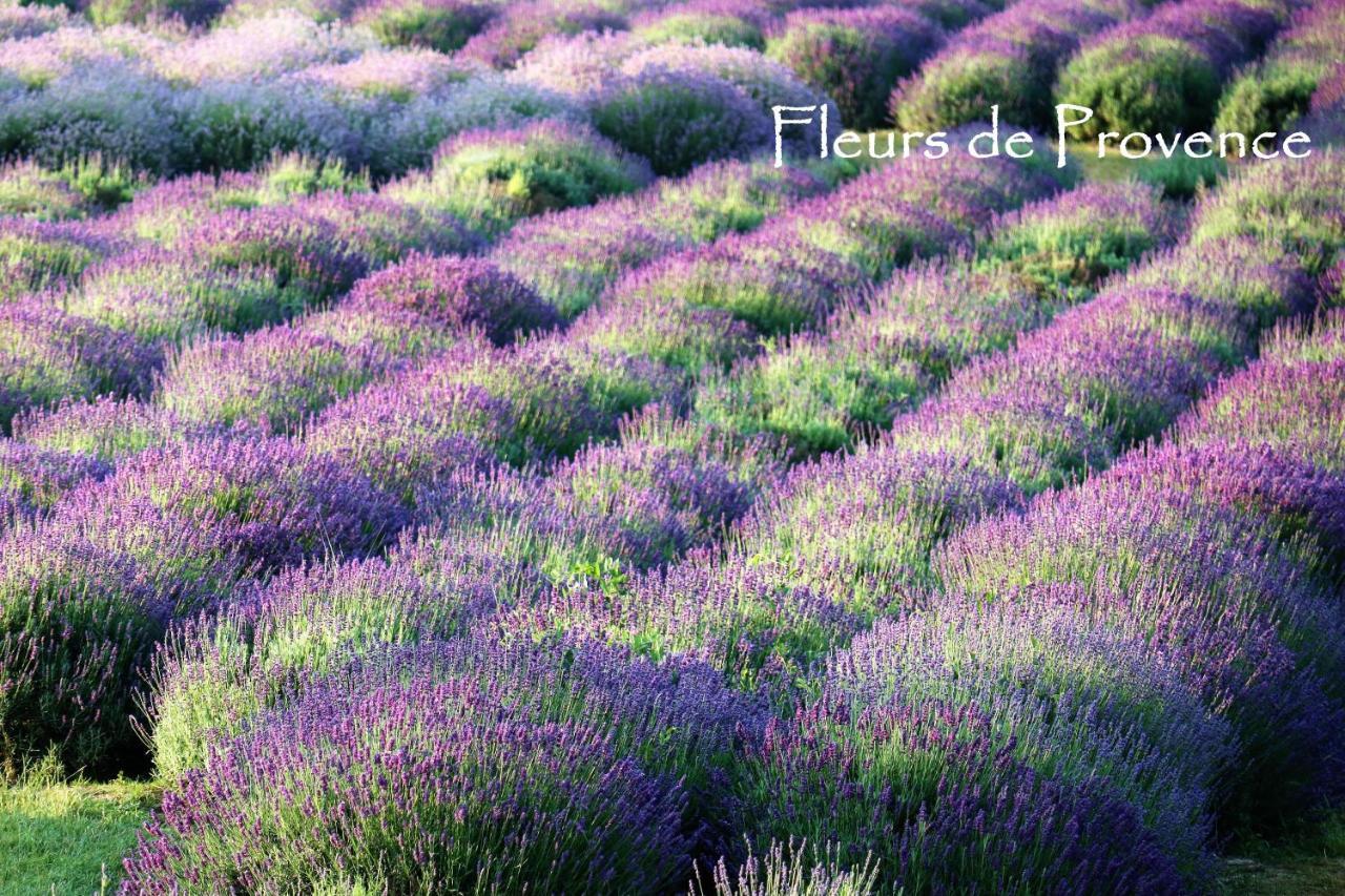 Fleurs De Provence Apartman L'Isle-sur-la-Sorgue Kültér fotó